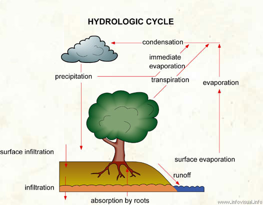 Hydrologic cycle  (Visual Dictionary)